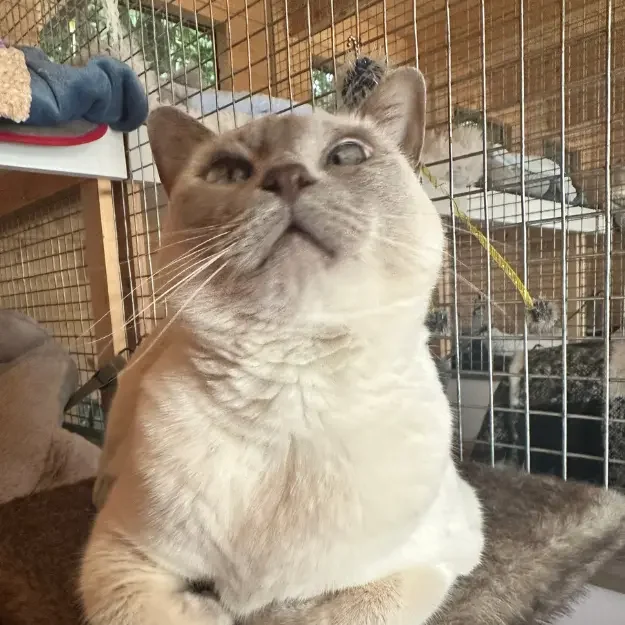 Content British Shorthair cat boarding at a veterinary nurse-run cattery Sydney